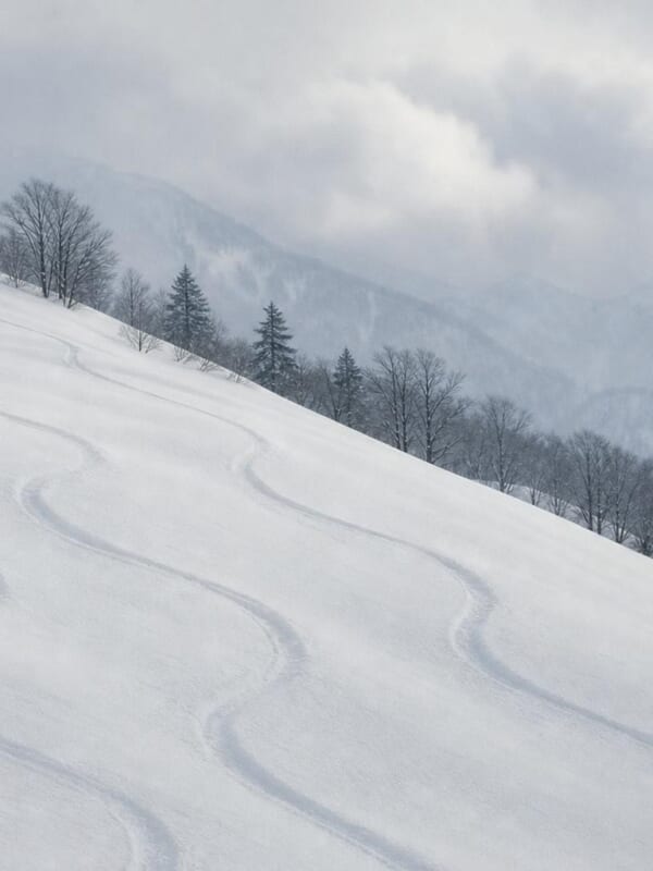 新雪の斜面に描かれた、なだらかな曲線のスキーの跡